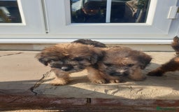 Mixed Breed dogs for sale: Border Terrier x miniature Poodle  - Image 15