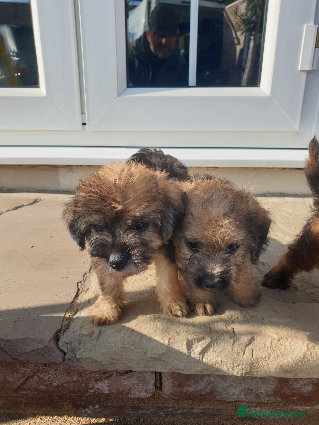 Mixed Breed dogs for sale: Border Terrier x miniature Poodle  - Image 15