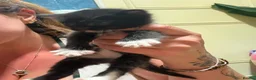Mixed Breed cats for sale: Four kittens for sale. in Rugeley - Advert 2