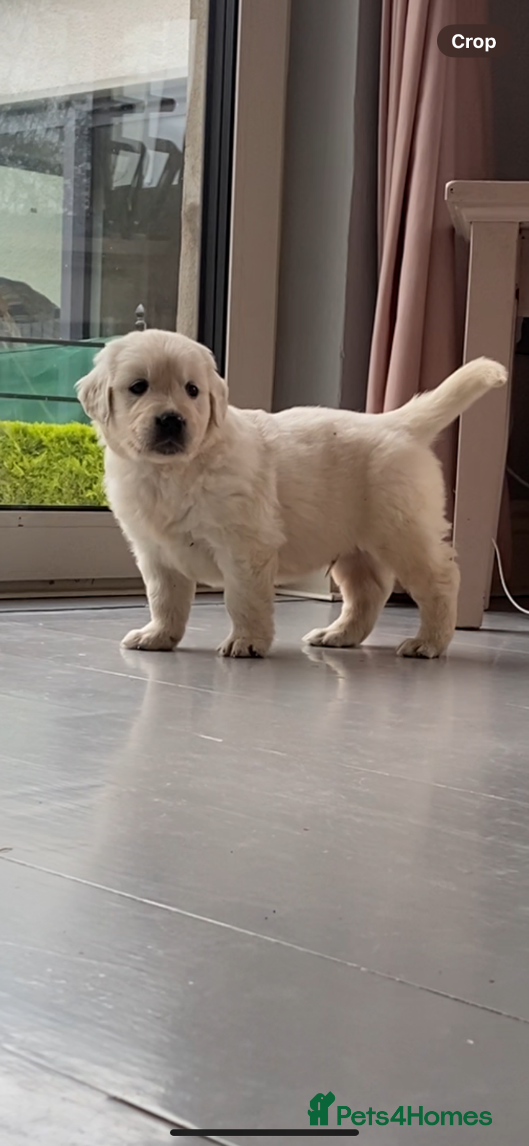 Golden Retriever dogs for sale: IKC REGISTERED golden retriever pups  - Advert 2