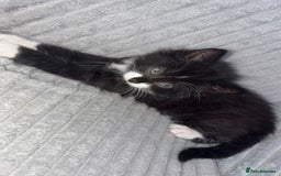 British Longhair cats for sale: Kitten for sale  - Image 6
