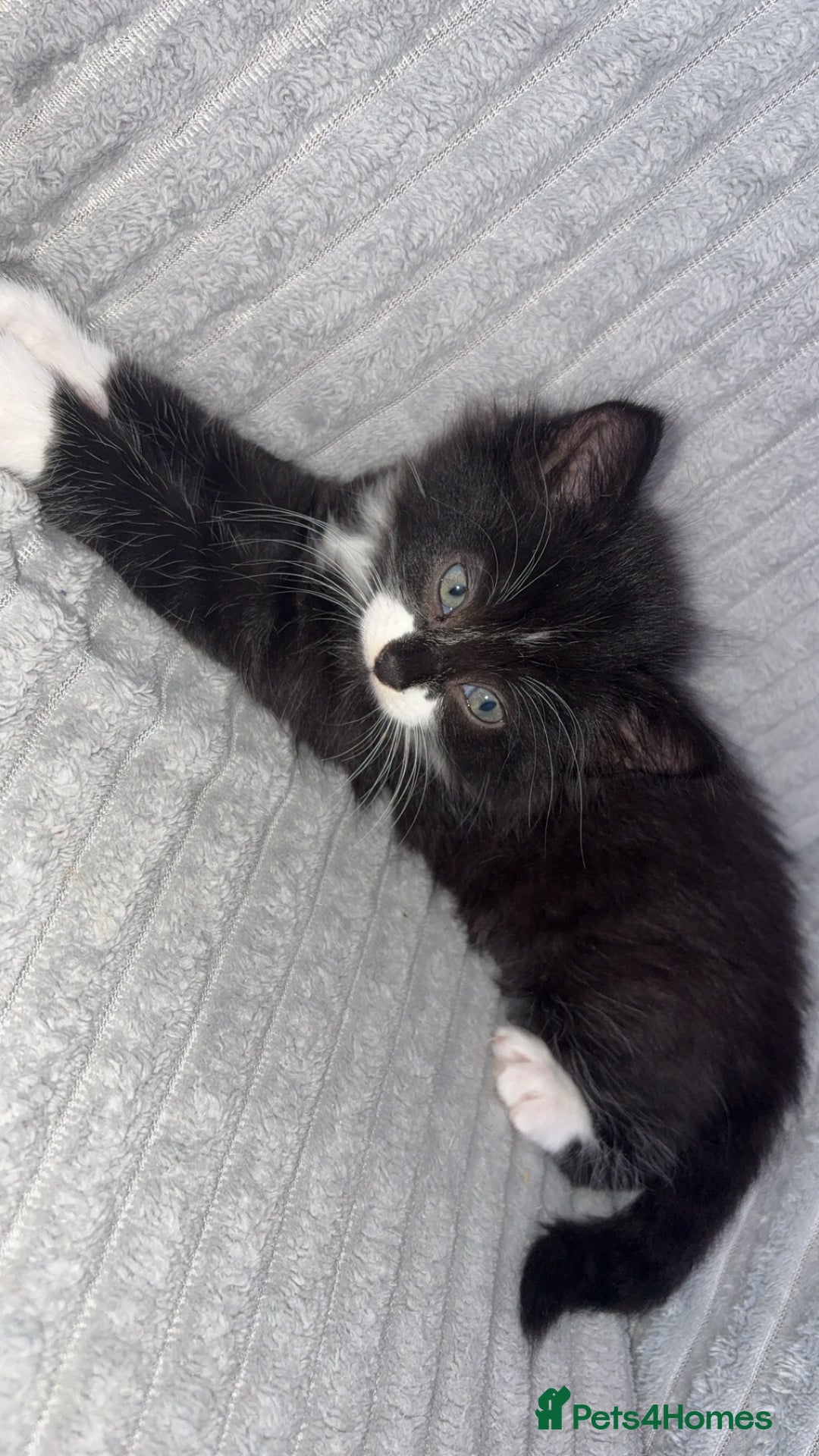 British Longhair cats for sale: Kitten for sale  - Image 6