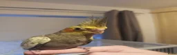 Cockatiels birds for sale: Cockatiel - Hand Tamed Baby - Ready Now - Advert 2