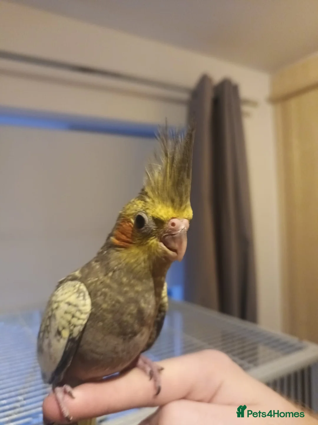 Cockatiels birds for sale: Cockatiel - Hand Tamed Baby - Ready Now - Advert 2