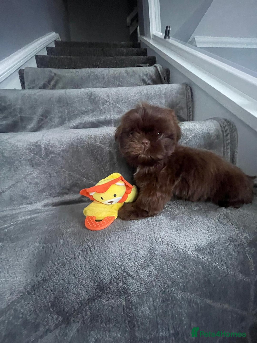 Shih Tzu dogs for sale: Imperial shih tzu pups  - Image 15