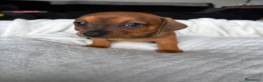 Mixed Breed 1