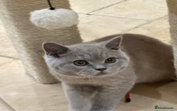 British Shorthair cats for sale: READY NOW - Lilac, BiColours & Colourpoint  - Image 22