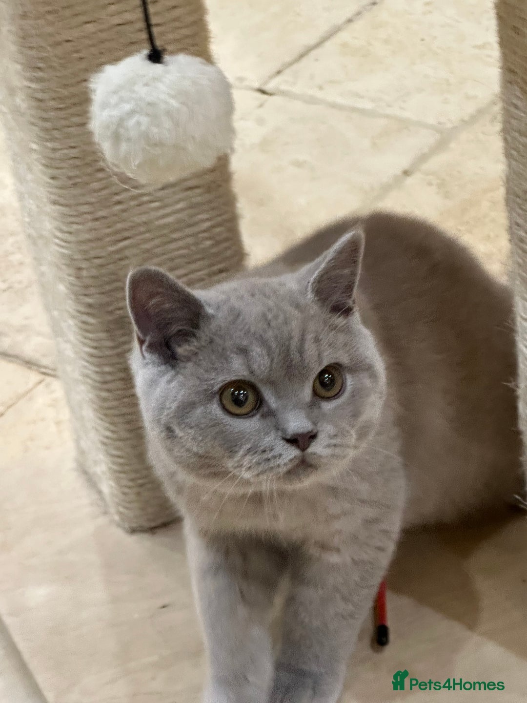 British Shorthair cats for sale: READY NOW - Lilac, BiColours & Colourpoint  - Image 22