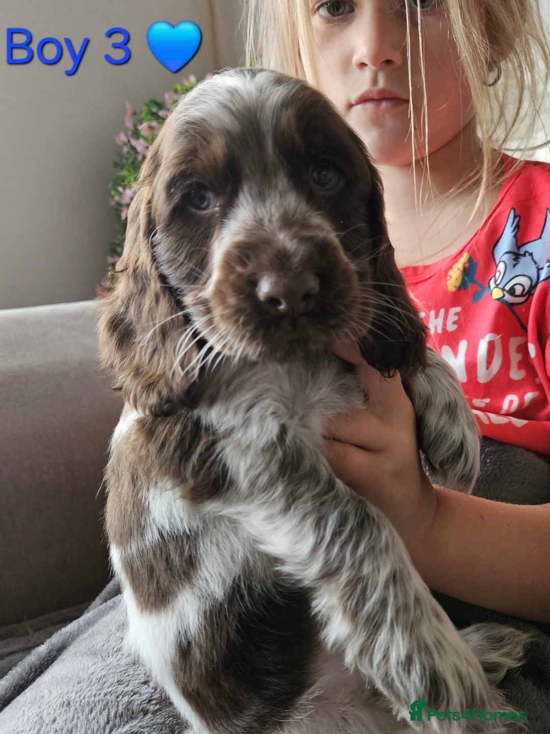 Cocker Spaniel dogs for sale: Stunning Show Cocker Spaniels - Image 13