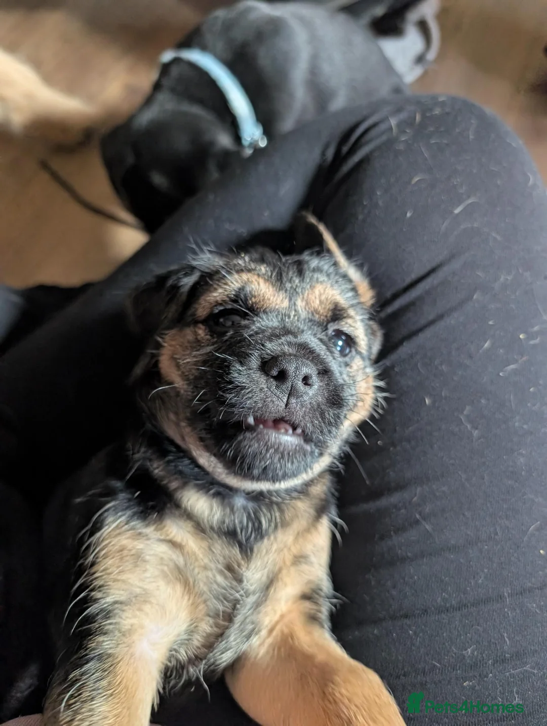 Border Terrier dogs for sale: Border Terrier Puppies For Sale - Advert 14