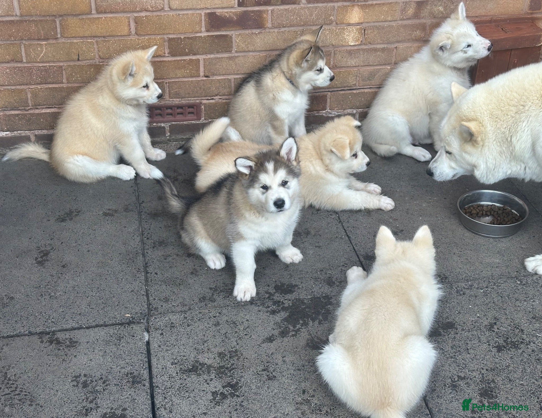 Alaskan Malamute dogs Rare big pure Alaskan Malamute pups - Advert 2