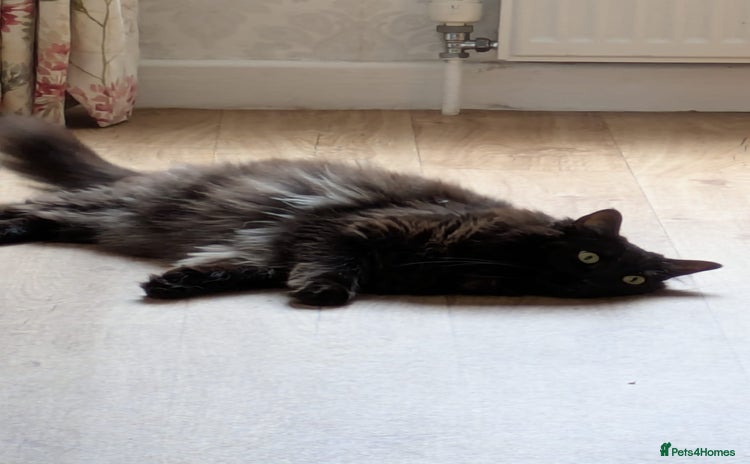 Ragdoll cats - Advert 4