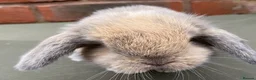 Mini Lop rabbits for sale: STUNNING PURE BRED MINI LOPS MUST SEE - Advert 16