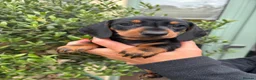 Miniature Dachshund dogs for sale: Stunning KC Miniature Dachshund Litter of 7 in Burnley - Advert 5