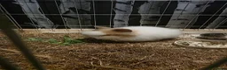 Lionhead rabbits for sale: Lion head rabbit 9 weeks female  - Advert 2