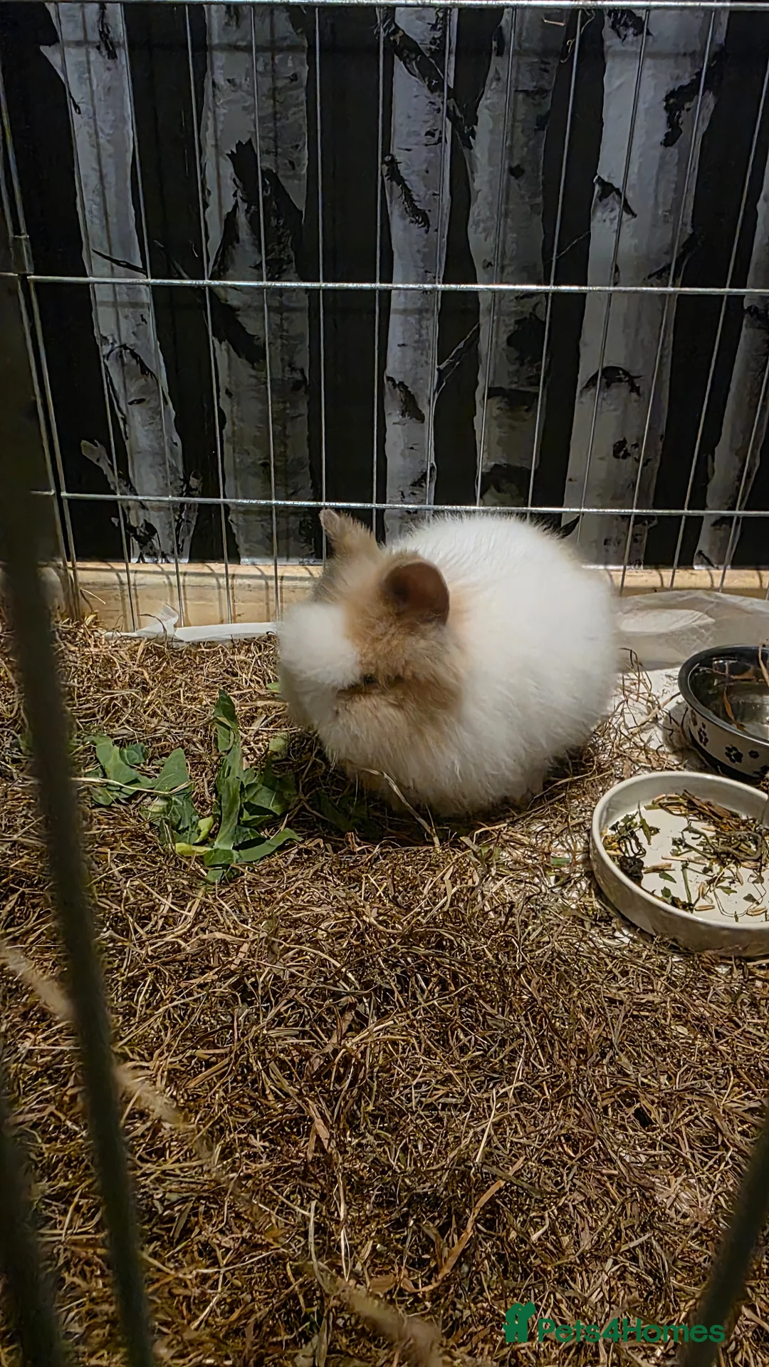 Lionhead rabbits for sale: Lion head rabbit 9 weeks female  - Advert 2