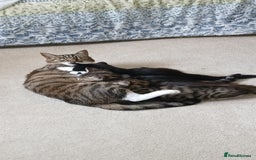 Domestic Shorthair cats for sale: Kittens for sale  - Image 1