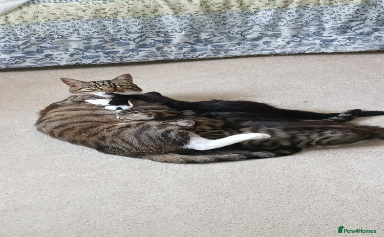 Domestic Shorthair cats - Advert 1