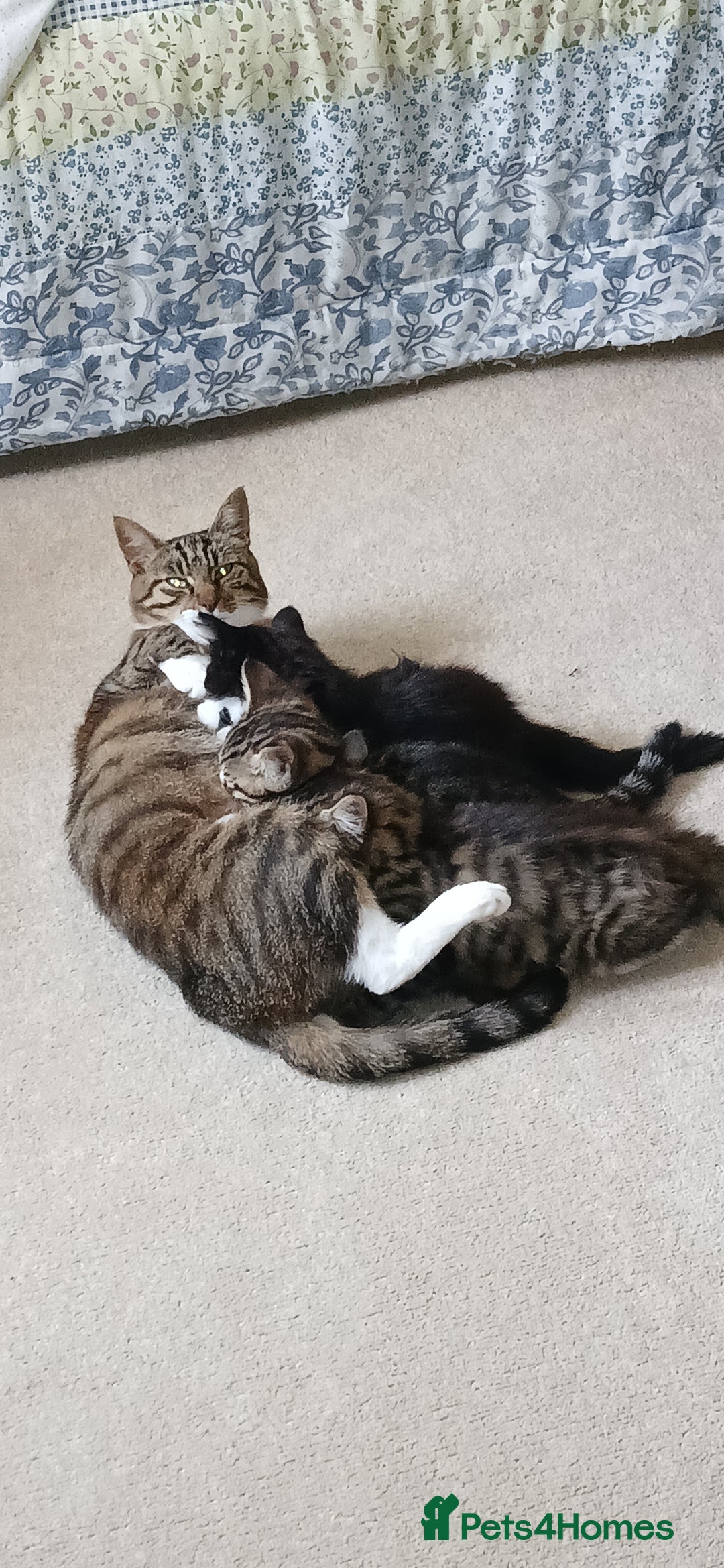 Domestic Shorthair cats for sale: Kittens for sale  - Image 1