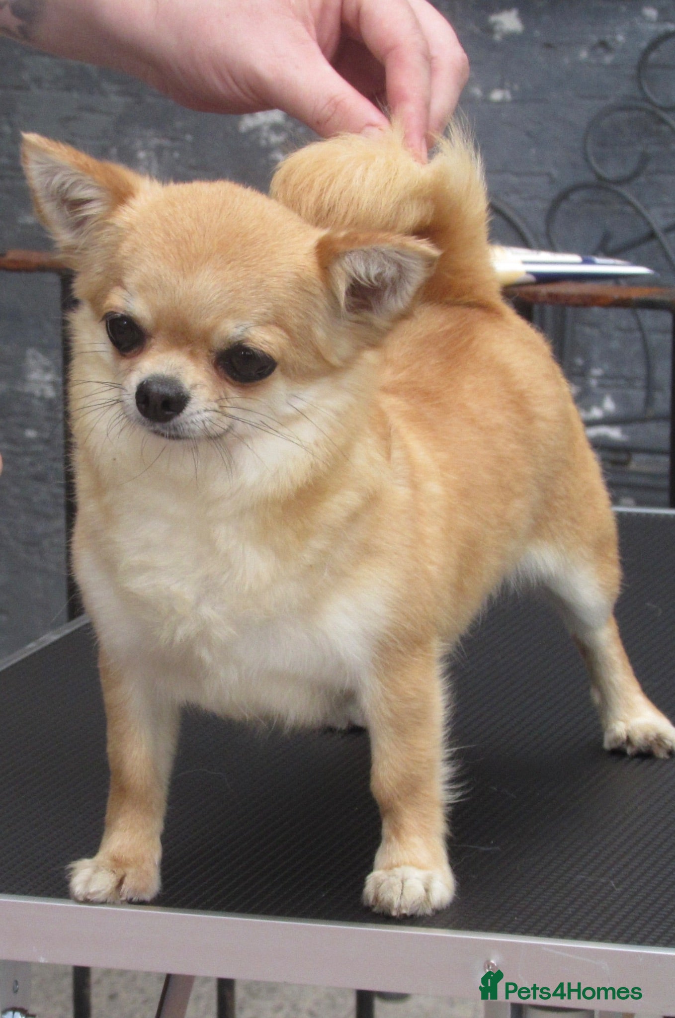 Chihuahua dogs RED CHIHUAHUA GIRL KENNEL CLUB REGISTERED - Advert 1
