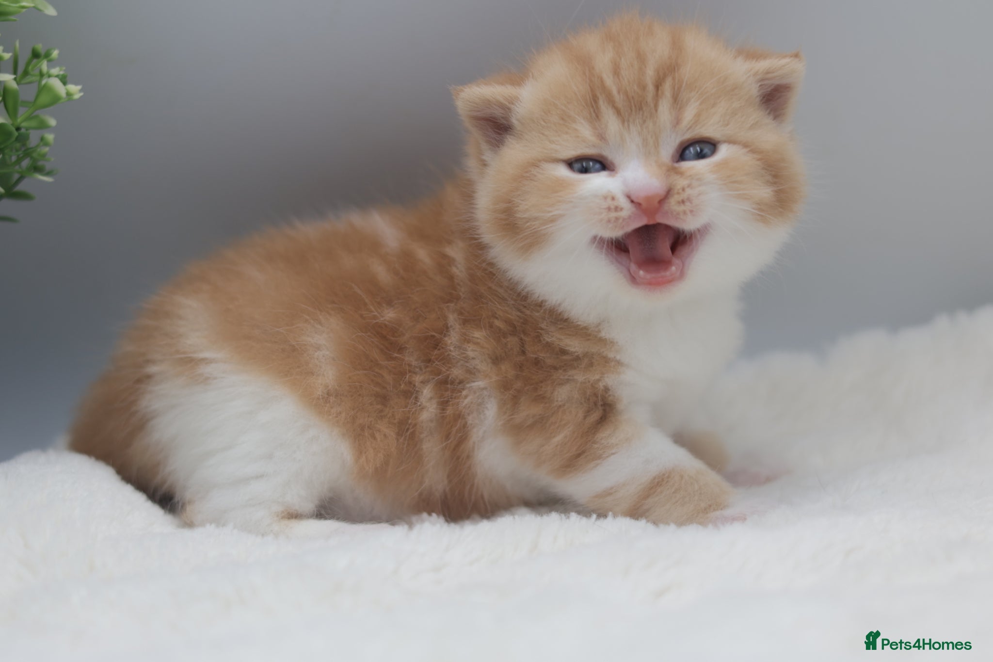 British Shorthair cats PEDIGREE REGISTERED CHUNKY BRITISH SHORTHAIRS - Advert 1