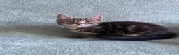 Mixed Breed cats for sale: BSH x boy kittens  - Advert 1