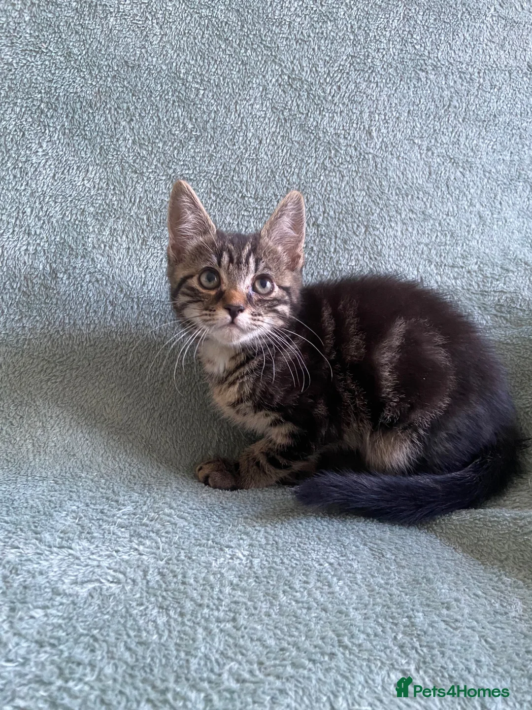 Mixed Breed cats for sale: BSH x boy kittens  - Advert 1