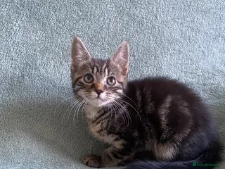 Mixed Breed cats BSH x boy kittens ready now - Advert 1