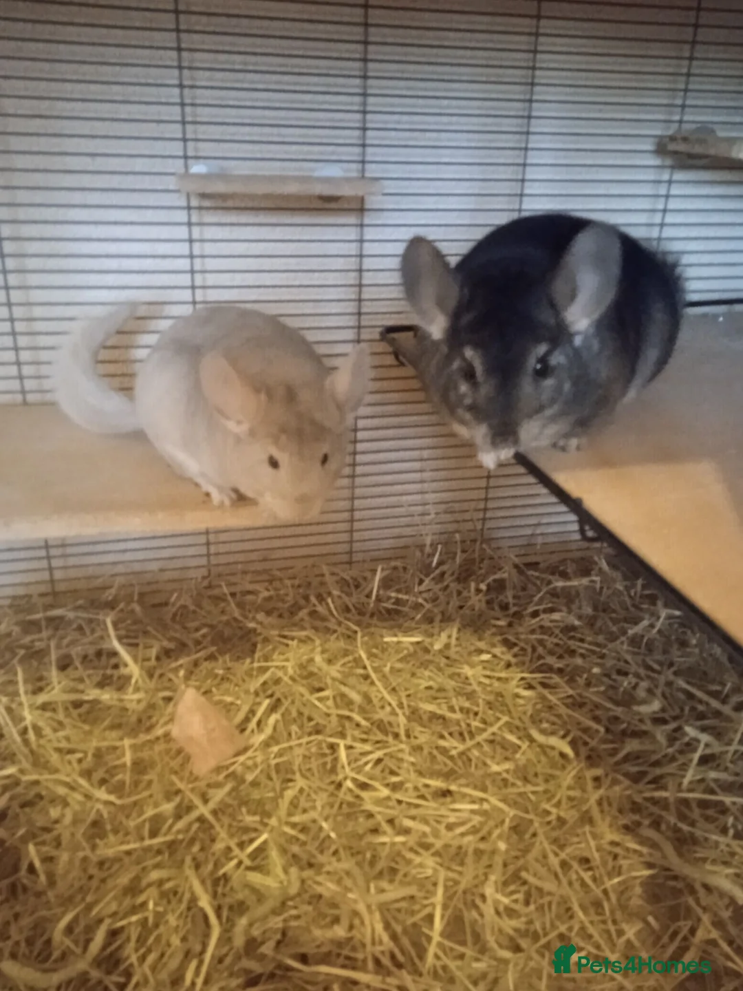 Chinchilla rodents for sale: 3 male chinchillas, plus  Critter Nation cage.  in Worthing - Advert 4