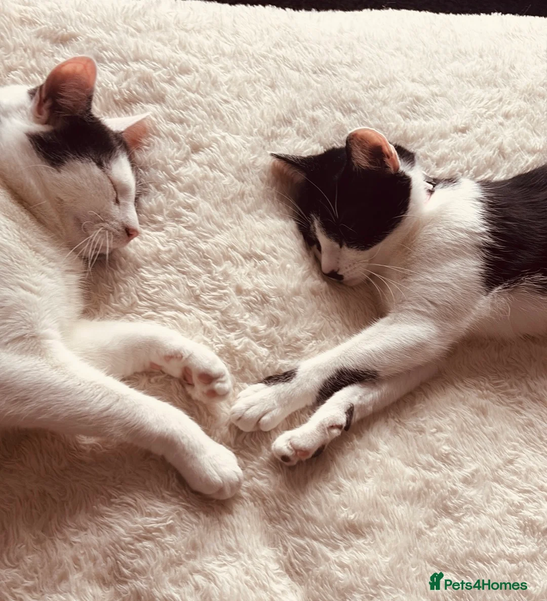 Mixed Breed cats for sale: 2 house cats looking for a new home in Houghton le Spring - Advert 1