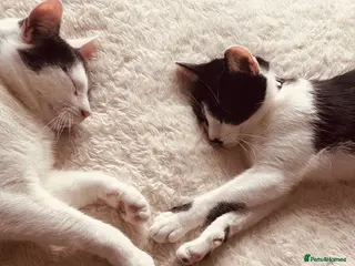 Mixed Breed cats 2 house cats looking for a new home - Advert 1