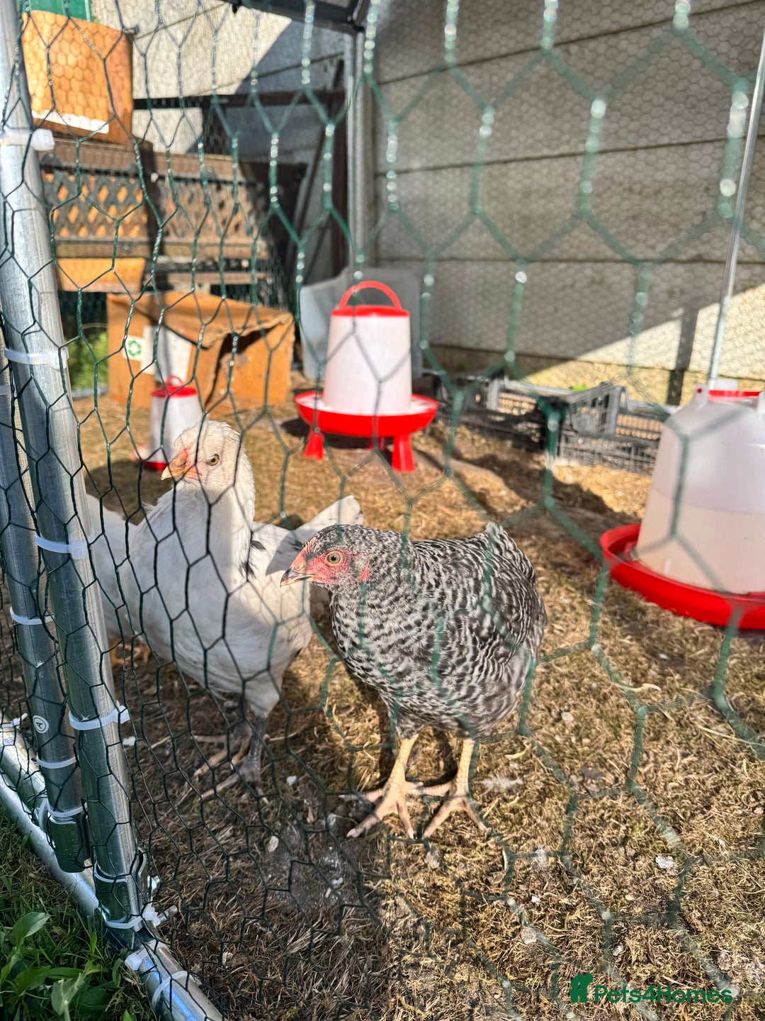 Gallery Image {{count}}