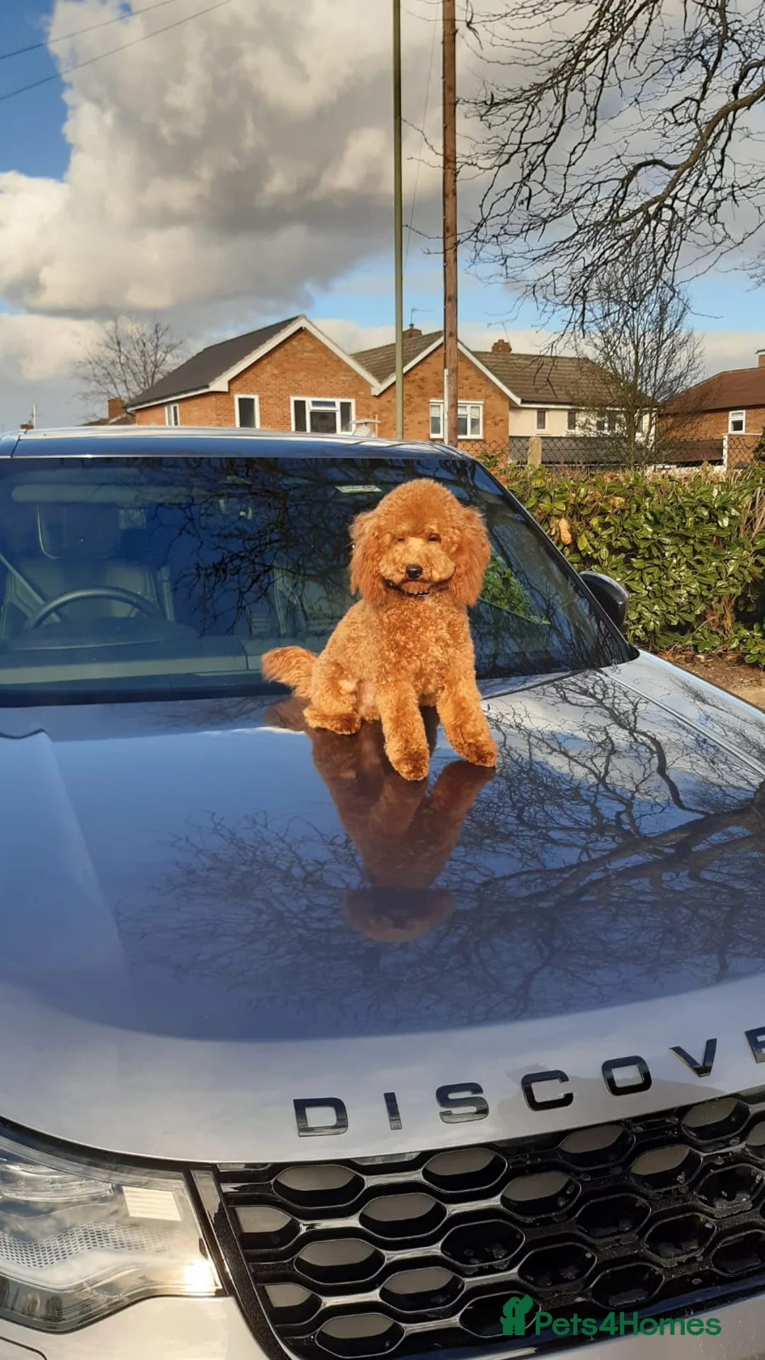 Toy Poodle dogs for stud: Health tested toy poodle  in Feltham - Advert 4