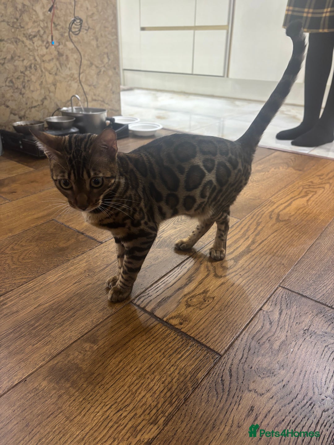 Bengal cats for sale: Beautiful Pure Bengal Female Kitten - Vaccinated  - Advert 2