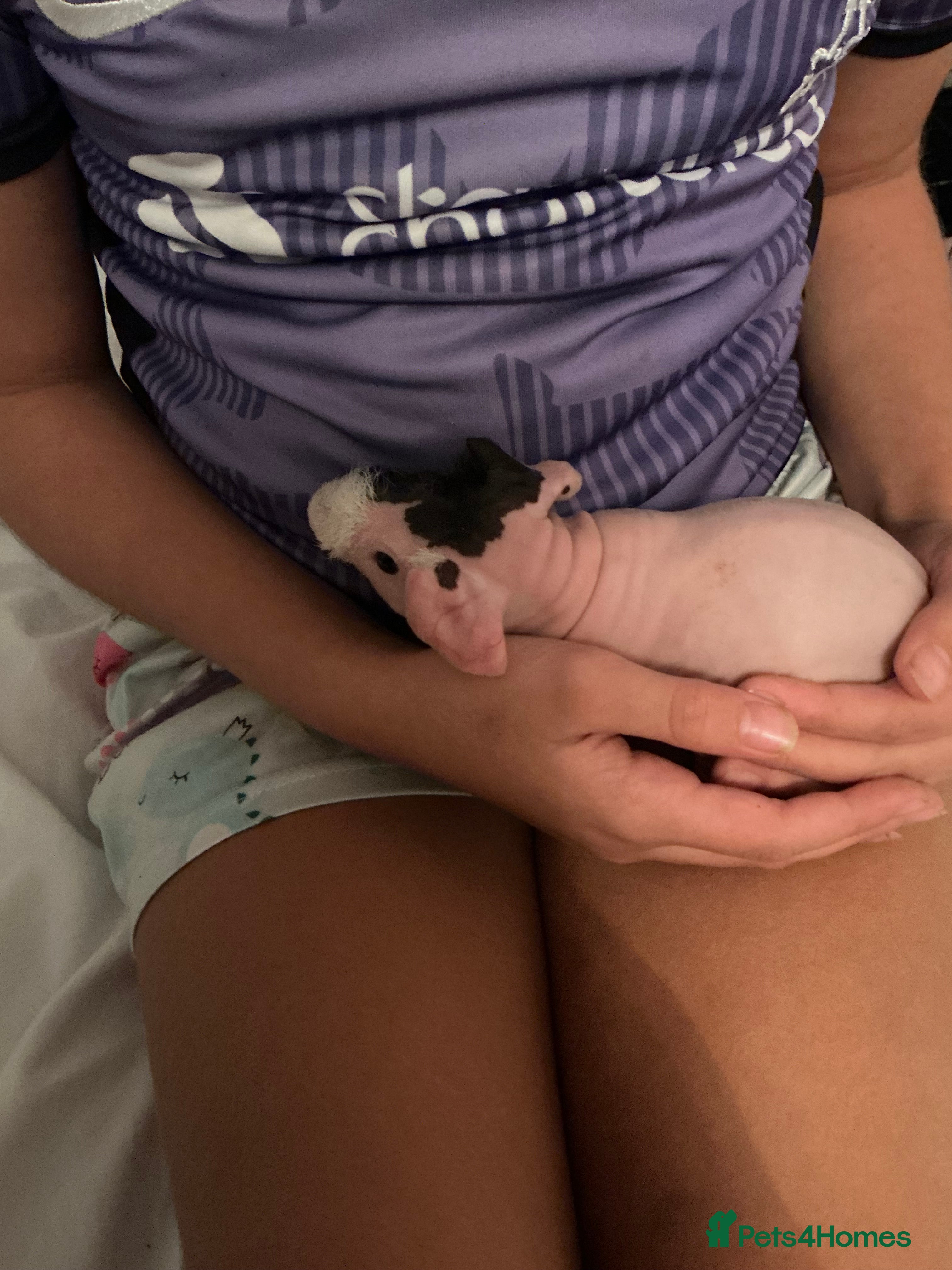 Guinea Pig rodents Guinea pigs (skinny) - Advert 14