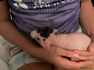 Guinea Pig rodents - Advert 4