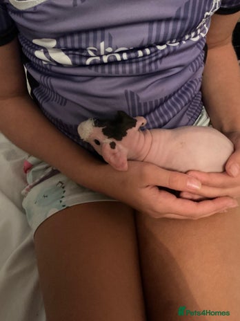 Guinea Pig rodents - Advert 7