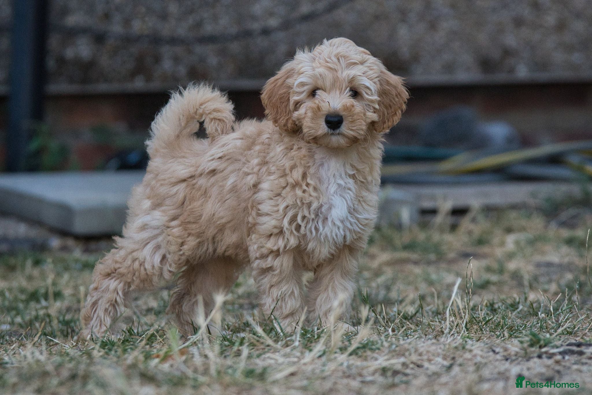 Australian Labradoodle dogs F1 Cockapoo x Australian Labradoodle Pups 🐾 - Advert 6