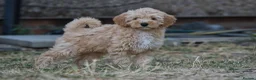 Australian Labradoodle dogs for sale: F1 Cockapoo x Australian Labradoodle Pups 🐾 - Advert 1