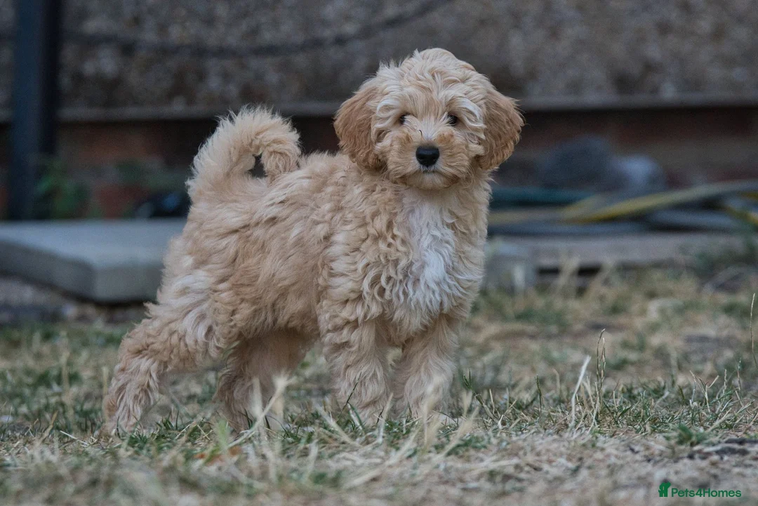 Australian Labradoodle dogs for sale: F1 Cockapoo x Australian Labradoodle Pups 🐾 - Advert 1