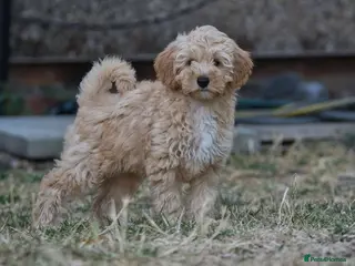 Australian Labradoodle dogs F1 Cockapoo x Australian Labradoodle Pups 🐾 - Advert 5