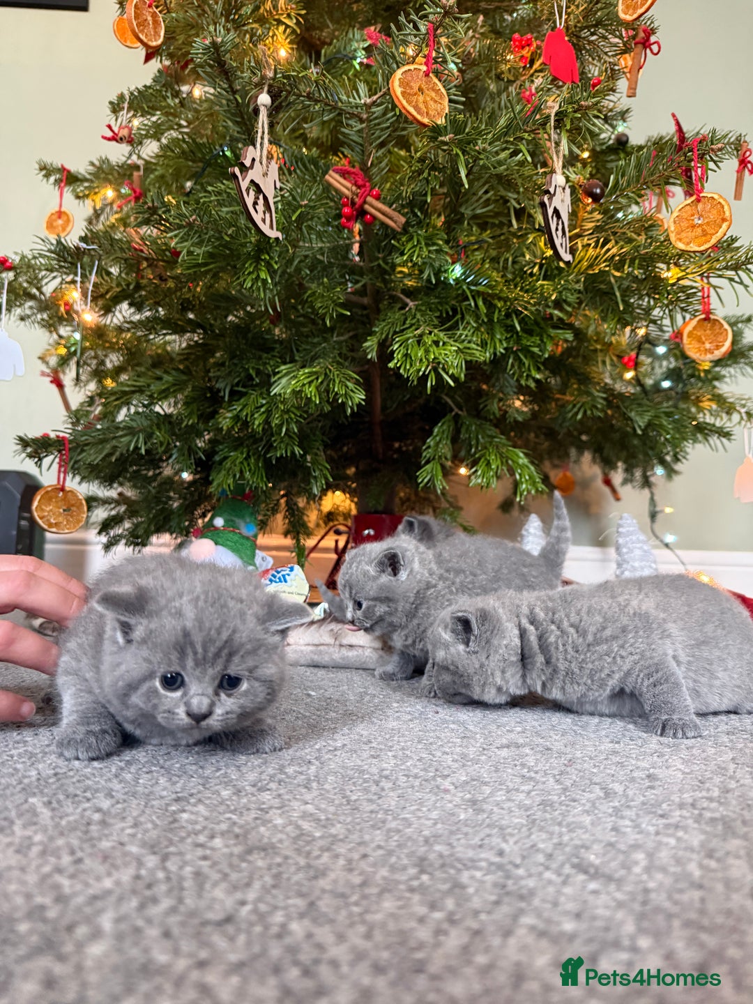 British Shorthair cats for sale: 💙 Beautiful British Shorthair Blue Kittens 💙 - Advert 9