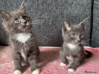 Russian Blue cats - Advert 6