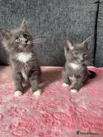 Russian Blue cats - Advert 2