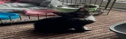 Mixed Breed cats for sale: Gorgeous black and white kitten  - Advert 2