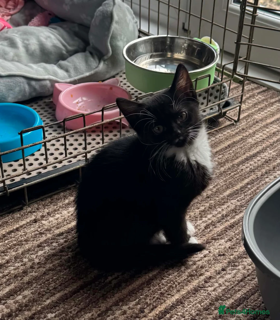 Mixed Breed cats for sale: Gorgeous black and white kitten  - Advert 2