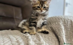Siberian cats for sale: Purebred- Hypoallergenic Siberian Kittens - Image 24