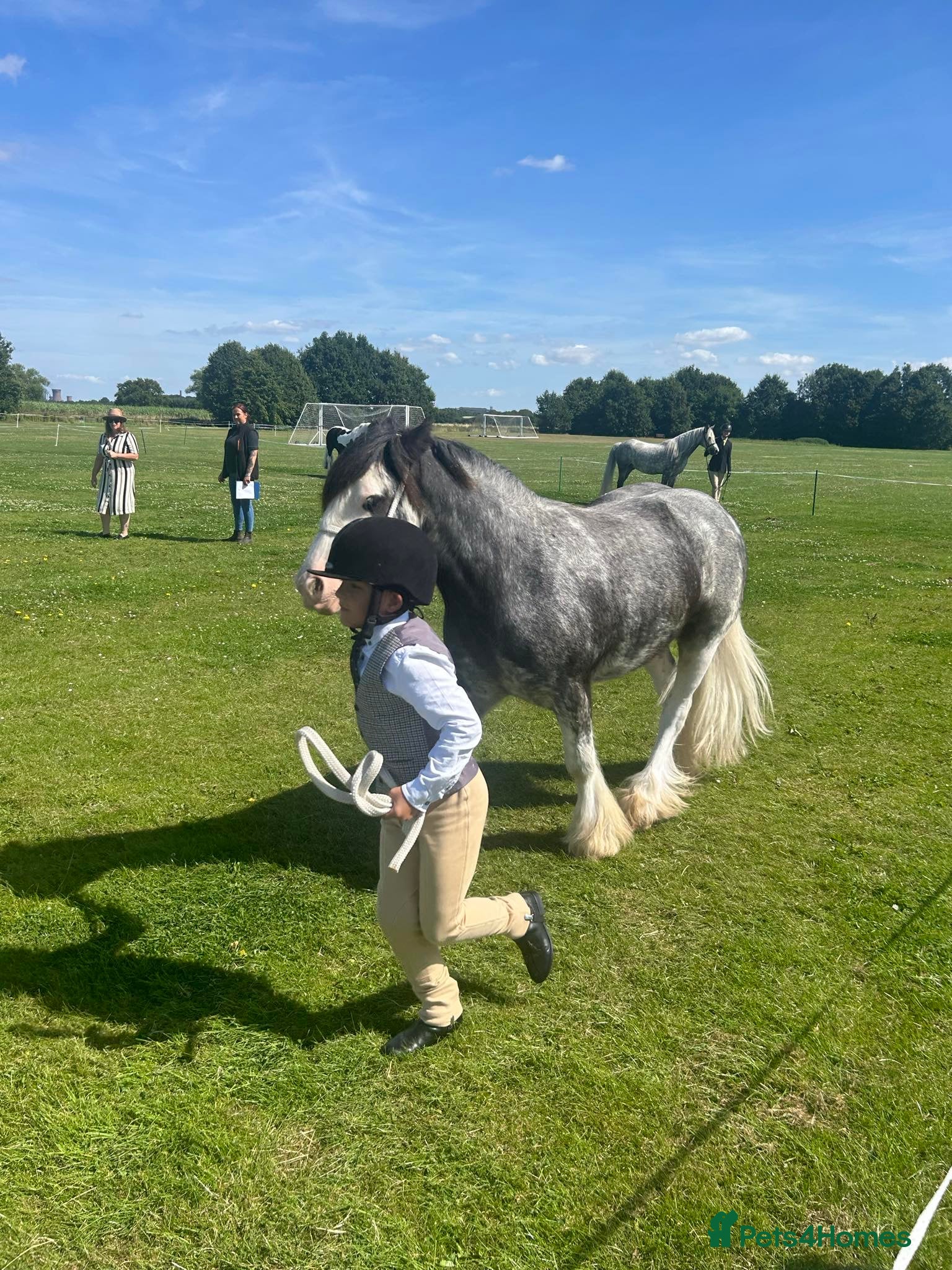 Irish Cob horses for sale: Norman  - Advert 24