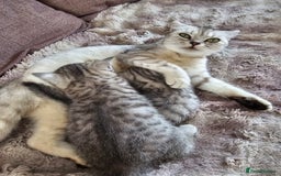 Scottish Fold cats for sale: Two boys Scotitish fold - Image 12