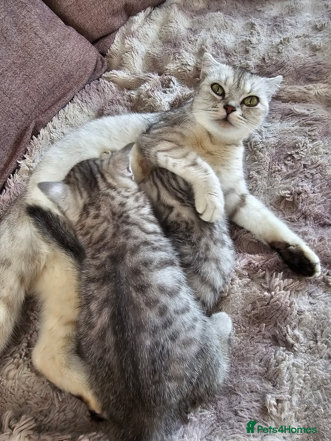 Scottish Fold cats for sale: Two boys Scotitish fold - Image 12